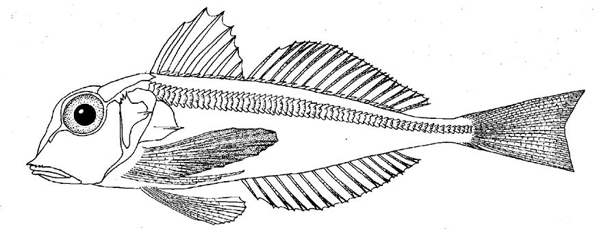 Lepidotrigla dieuzeidei_01.jpg
